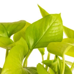 Epipremnum Aureum Neon - Golden Neon Pothos -Indoor Plants Store Epipremnum aureum Neon Golden Neon Pothos DETAIL 2
