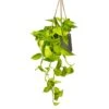 Epipremnum Aureum Neon - Golden Neon Pothos -Indoor Plants Store Epipremnum aureum Neon Golden Neon Pothos Houseplant 15x40cm Plant Pot Patt Hanging Black Wash 20x17cm