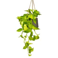 Patt Hanging Plant Pot - Black Washed -Indoor Plants Store Epipremnum aureum Neon Golden Neon Pothos Houseplant 15x40cm Plant Pot Patt Hanging Black Wash 20x17cm a1e5f424 ea21 4341 8cef 8cd7fe3fa8f5