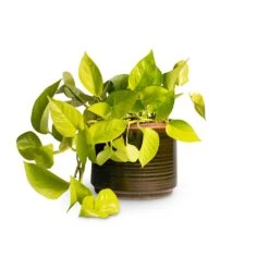 Epipremnum Aureum Neon - Golden Neon Pothos -Indoor Plants Store Epipremnum aureum Neon Golden Neon Pothos15x40cm Jordy Plant Pot Forest Green 18x15cm