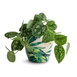Epipremnum Pictum Argyraeus - Satin Pothos -Indoor Plants Store Epipremnum pictum Argyraeus Satin Pothos 12x20cm Monza Plant Pot Botanical Fern 13x13cm
