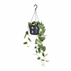 Epipremnum Pictum Argyraeus - Satin Pothos -Indoor Plants Store Epipremnum pictum Argyraeus Satin Pothos 15x40cm