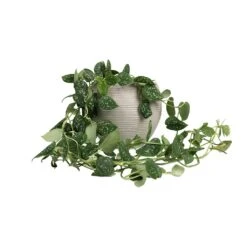 Abby Ball Plant Pot - Ridged Cement 11 Abby Ball Plant Pot - Ridged Cement -Indoor Plants Store Epipremnum pictum Argyraeus Satin Pothos 15x40cm Abby Ball Plant Pot Ridged Cement 23x20cm fb310b21 298a 46f4 bfcd 1a5632033a14