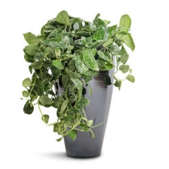Epipremnum Pictum Argyraeus - Satin Pothos -Indoor Plants Store Epipremnum pictum Argyraeus Satin Pothos 15x40cm Amora Plant Vase Anthracite Mirror 23x45cm
