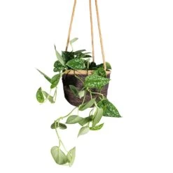 Epipremnum Pictum Argyraeus - Satin Pothos -Indoor Plants Store Epipremnum pictum Argyraeus Satin Pothos 15x40cm Igmar Hanging Plant Basket Grey 17x14cm