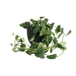 Epipremnum Pictum Argyraeus - Satin Pothos -Indoor Plants Store Epipremnum pictum Argyraeus Satin Pothos 15x40cm Nelis Plant Basket Green 19x17cm 01520977 2779 4c36 948a 42d72a032d8d
