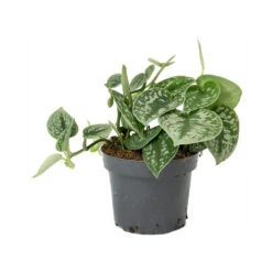Epipremnum Pictum Argyraeus - Satin Pothos -Indoor Plants Store Epipremnum pictum Argyraeus Satin Pothos