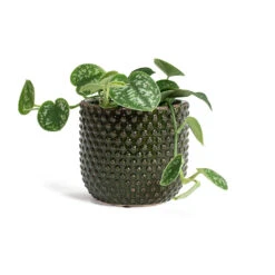 Epipremnum Pictum Argyraeus - Satin Pothos -Indoor Plants Store Epipremnum pictum Argyraeus Satin Pothos Bolino Plant Pot Green 961292f1 f976 43de 99fe 37e563943e15