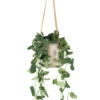 Epipremnum Pictum Argyraeus - Satin Pothos -Indoor Plants Store Epipremnum pictum Argyraeus Satin Pothos Charlie Hanging Plant Pot Grey Washed