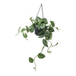 Epipremnum Pictum Argyraeus - Satin Pothos -Indoor Plants Store Epipremnum pictum Argyraeus Satin Pothos Hanging Houseplant