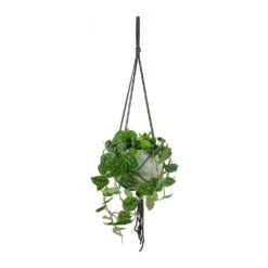 Epipremnum Pictum Argyraeus - Satin Pothos -Indoor Plants Store Epipremnum pictum Argyraeus Satin Pothos Hans Hanging Plant Pot Light Grey 4fa2ff1f ddc6 436a 96bf 728e861893b4