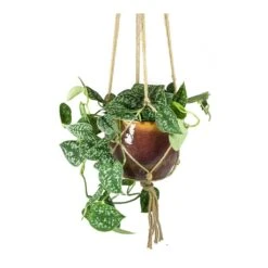 Epipremnum Pictum Argyraeus - Satin Pothos -Indoor Plants Store Epipremnum pictum Argyraeus Satin Pothos Lara Passion Plant Pot Plant Hanger