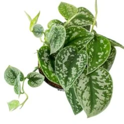 Epipremnum Pictum Argyraeus - Satin Pothos -Indoor Plants Store Epipremnum pictum Argyraeus Satin Pothos Leaves
