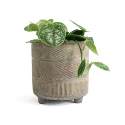 Epipremnum Pictum Argyraeus - Satin Pothos -Indoor Plants Store Epipremnum pictum Argyraeus Satin Pothos Nola Plant Pot Shiny Earth ea48a183 25db 4b65 b7c5 87f1b8f649ac