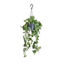 Epipremnum Pictum Silvery Ann - Satin Pothos -Indoor Plants Store Epipremnum pictum Silvery Ann Satin Pothos 14x35cm