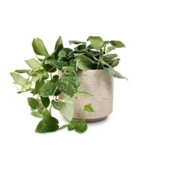Novi Plant Pot - Grey Washed -Indoor Plants Store Epipremnum pictum Silvery Ann Satin Pothos 14x35cm Novi Plant Pot Grey Washed 18x15.5cm