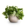 Epipremnum Pictum Silvery Ann - Satin Pothos 1 Epipremnum Pictum Silvery Ann - Satin Pothos -Indoor Plants Store Epipremnum pictum Silvery Ann Satin Pothos 14x35cm Ryan Plant Pot White Black 18x16cm d54772ed 2d0c 4927 9268 6b7ff02fb80f