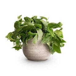 Epipremnum Pictum Silvery Ann - Satin Pothos