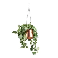 Epipremnum Pictum Silvery Ann - Satin Pothos -Indoor Plants Store Epipremnum pictum Silvery Ann Satin Pothos 14x35cm Soho Hanging Plant Pot Aged Copper 19x15cm