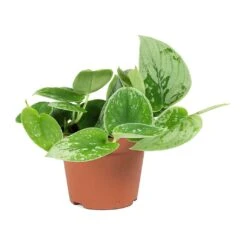 Epipremnum Pictum Silvery Ann - Satin Pothos -Indoor Plants Store Epipremnum pictum Silvery Ann Satin Pothos