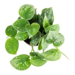 Epipremnum Pictum Silvery Ann - Satin Pothos -Indoor Plants Store Epipremnum pictum Silvery Ann Satin Pothos Plant