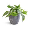 Epipremnum Pinnatum - Cebu Blue Pothos 2 Epipremnum Pinnatum - Cebu Blue Pothos -Indoor Plants Store Epipremnum pinnatum Cebu Blue Pothos 15x35cm Anne Plant Pot Blue Stone 18x17cm