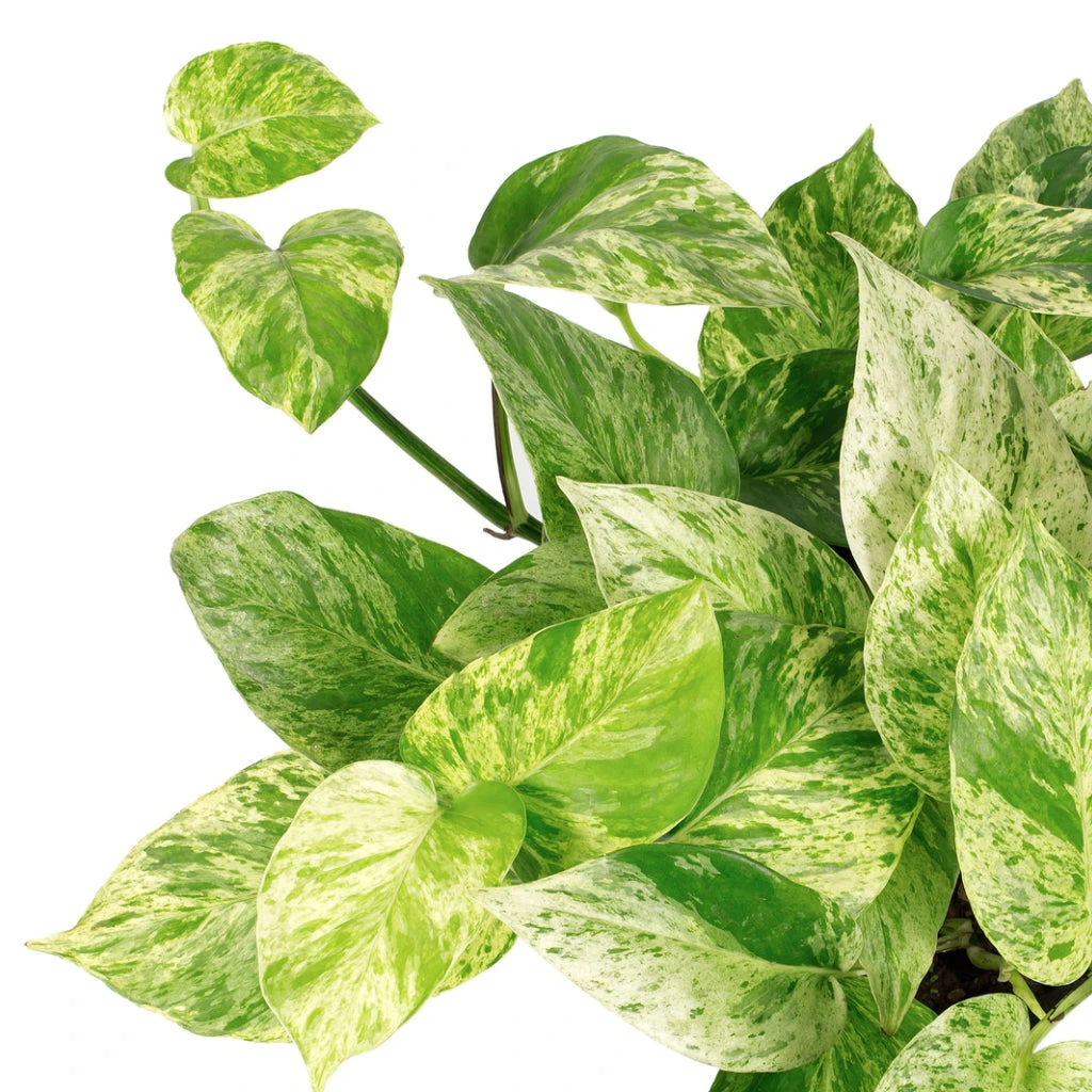 Epipremnum Aureum - Marble Queen Pothos 4 Epipremnum Aureum - Marble Queen Pothos - Image 2
