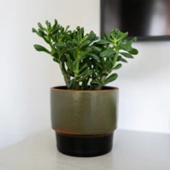 Erik Plant Pot - Dark Olive -Indoor Plants Store Erik Olive 2