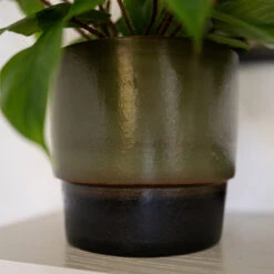 Erik Plant Pot - Dark Olive -Indoor Plants Store Erik Olive 4