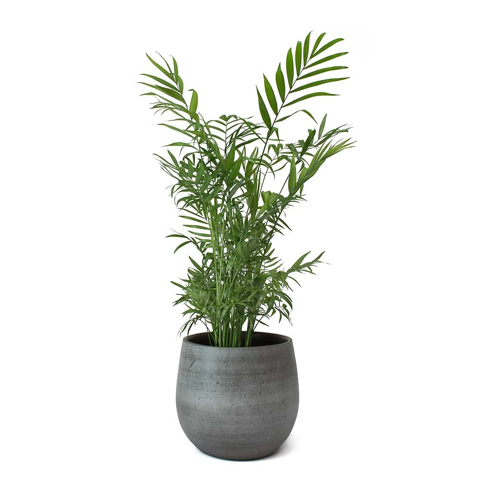 Esra Plant Pot - Mystic Grey 19 Esra Plant Pot - Mystic Grey - Image 17