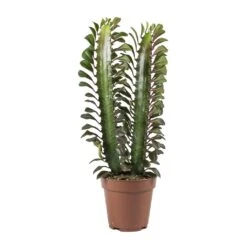 Euphorbia Trigona Rubra - African Milk Tree -Indoor Plants Store Euphorbia Trigona African Milk Tree