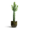 Euphorbia Erytrea - Desert Cactus 1 Euphorbia Erytrea - Desert Cactus -Indoor Plants Store Euphorbia erytrea Desert Cactus 19 70cm Sanna Plan Pot Moss Green 31x26cm