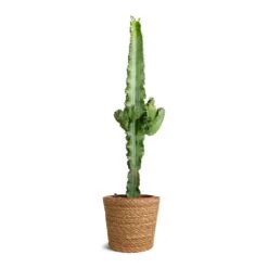 Euphorbia Erytrea - Desert Cactus 16 Euphorbia Erytrea - Desert Cactus -Indoor Plants Store Euphorbia erytrea Desert Cactus 19x75cm Igmar Plant Basket Natural 22x19cm 750c3a61 ff7d 4463 aab4 a5f4281854dd