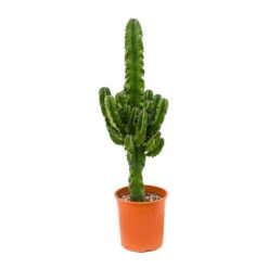 Euphorbia Erytrea - Desert Cactus 13 Euphorbia Erytrea - Desert Cactus -Indoor Plants Store Euphorbia erytrea Desert Cactus 19x90cm