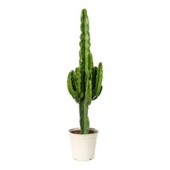 Euphorbia Erytrea - Desert Cactus 15 Euphorbia Erytrea - Desert Cactus -Indoor Plants Store Euphorbia erytrea Desert Cactus 23x100cm