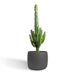 Mini Valerie Plant Pot - Black Washed -Indoor Plants Store Euphorbia erytrea Desert Cactus 24x90cm Mini Valerie Plant Pot Black Washed 36x28cm 2 b18f8118 d506 4f28 be41 9de11feea315