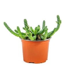 Euphorbia Flanaganii - Medusa Plant -Indoor Plants Store Euphorbia flanaganii Medusa Plant