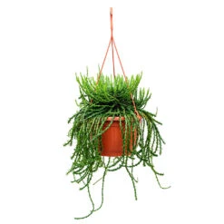 Euphorbia Flanaganii - Medusa Plant -Indoor Plants Store Euphorbia flanaganii Medusa Plant 50cm