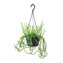 Euphorbia Flanaganii - Medusa Plant -Indoor Plants Store Euphorbia flanaganii Medusa Plant Large 0b1fb7ed db6e 40b8 b7e5 a81accee906b