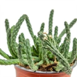 Euphorbia Flanaganii - Medusa Plant -Indoor Plants Store Euphorbia flanaganii Medusa Plant close up