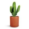 Euphorbia Ingens - Candelabra Tree -Indoor Plants Store Euphorbia ingens Candelabra Tree 24x70cm Max Refined Planter Canyon Orange 29x29.5cm 1
