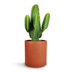 Max Refined Planter - Canyon Orange -Indoor Plants Store Euphorbia ingens Candelabra Tree 24x70cm Max Refined Planter Canyon Orange 29x29.5cm 1 a3f395d0 b62e 4ac4 937b 6f370a14d56a