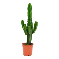 Euphorbia Ingens - Candelabra Tree -Indoor Plants Store Euphorbia ingens Candelabra Tree 24x80cm