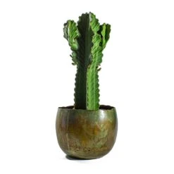 Euphorbia Ingens - Candelabra Tree -Indoor Plants Store Euphorbia ingens Candelabra Tree Ellen Metal Plant Pots Set of 3 Vintage Green