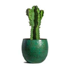 Euphorbia Ingens - Candelabra Tree -Indoor Plants Store Euphorbia ingens Candelabra Tree Famke Metal Plant Pots Set of 3 Old Blue