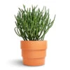 Euphorbia Tirucalli - Pencil Cactus -Indoor Plants Store Euphorbia tirucalli Pencil Cactus 15x35cm Boston Tiered Plant Pot Terracotta 19x16cm