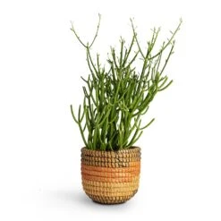 Euphorbia Tirucalli - Pencil Cactus 17 Euphorbia Tirucalli - Pencil Cactus -Indoor Plants Store Euphorbia tirucalli Pencil Cactus 15x35cm Jane Plant Baskets Set5 Desert 9b1f2e78 53e4 4875 b1fe 945f2b5a4492