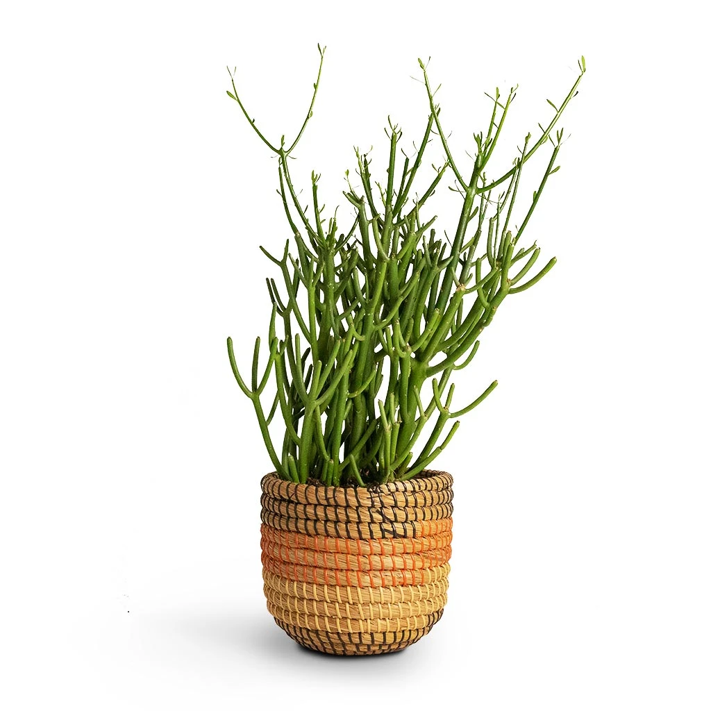 Euphorbia Tirucalli - Pencil Cactus 8 Euphorbia Tirucalli - Pencil Cactus - Image 6