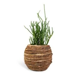 Euphorbia Tirucalli - Pencil Cactus 19 Euphorbia Tirucalli - Pencil Cactus -Indoor Plants Store Euphorbia tirucalli Pencil Cactus 15x35cm Lida Plant Basket Natural 24x20cm 910626ea db7d 4499 9efb 066d6a864452
