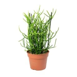 Euphorbia Tirucalli - Pencil Cactus 14 Euphorbia Tirucalli - Pencil Cactus -Indoor Plants Store Euphorbia tirucalli Pencil Cactus